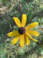 Rudbeckia hirta
