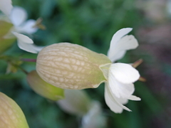 Silene vulgaris