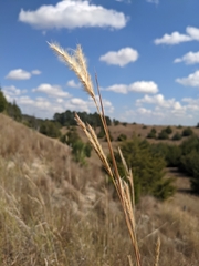 Andropogon hallii