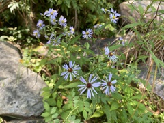 Symphyotrichum prenanthoides