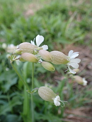 Silene vulgaris