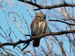 Glaucidium brasilianum