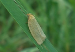 Zelotherses paleana