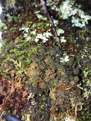 Leptogium phyllocarpum