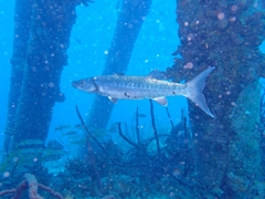 Sphyraena barracuda