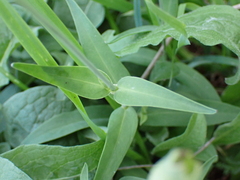 Silene vulgaris