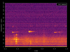 Pipistrellus nathusii
