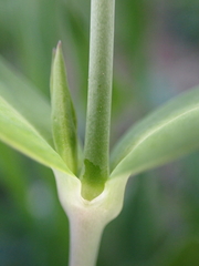 Silene vulgaris