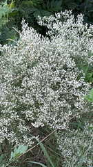 Eupatorium hyssopifolium