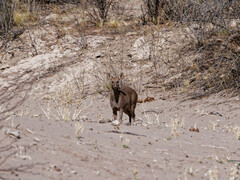 Mazama gouazoubira