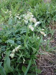 Silene vulgaris