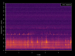 Pipistrellus nathusii