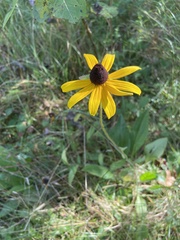 Rudbeckia hirta