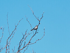 Polioptila dumicola