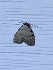 Dyspyralis puncticosta