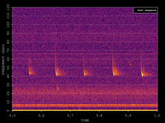 Pipistrellus nathusii
