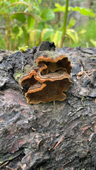 Fuscoporia