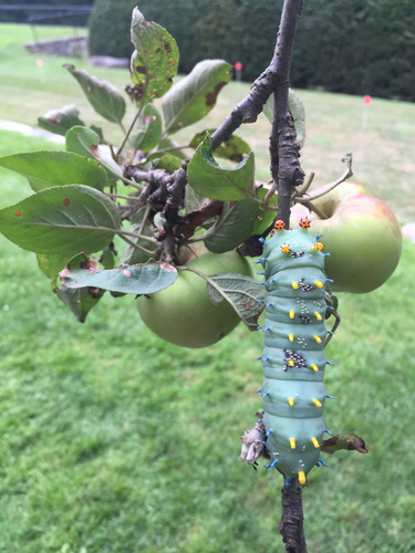 Hyalophora cecropia