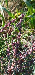 Suaeda maritima