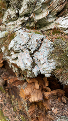 Icmadophila ericetorum