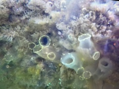 Ciona intestinalis