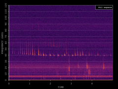 Pipistrellus nathusii