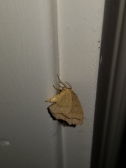 Lambdina fiscellaria