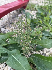 Chaenorhinum