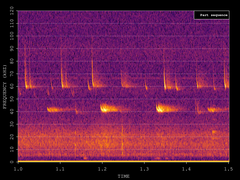 Pipistrellus nathusii