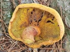 Buchwaldoboletus