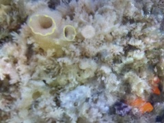 Ciona intestinalis