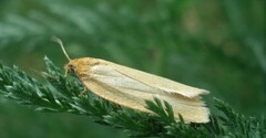 Zelotherses paleana