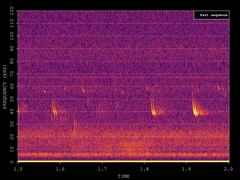 Pipistrellus nathusii