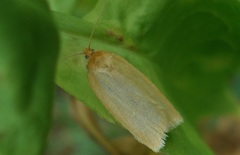 Zelotherses paleana