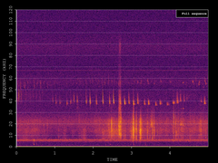 Pipistrellus nathusii