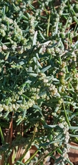 Suaeda maritima