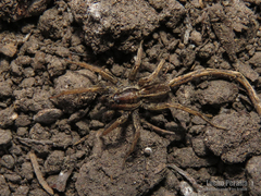 Hogna bivittata