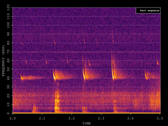 Pipistrellus nathusii