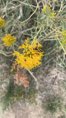 Chauliognathus basalis