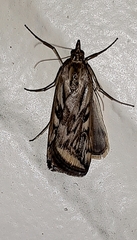 Loxostege cereralis