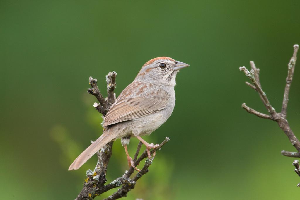 Rufous-Crowned Sparrow