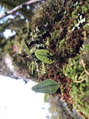 Microgramma squamulosa