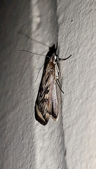 Loxostege cereralis