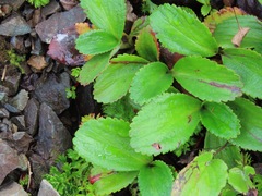 Leptarrhena pyrolifolia