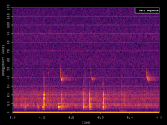 Pipistrellus nathusii