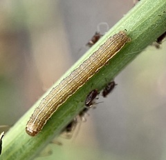 Hecatera dysodea