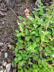 Leptarrhena pyrolifolia