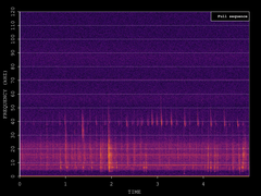 Pipistrellus nathusii