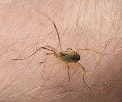 Paroligolophus agrestis