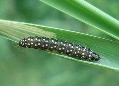 Zelotherses paleana